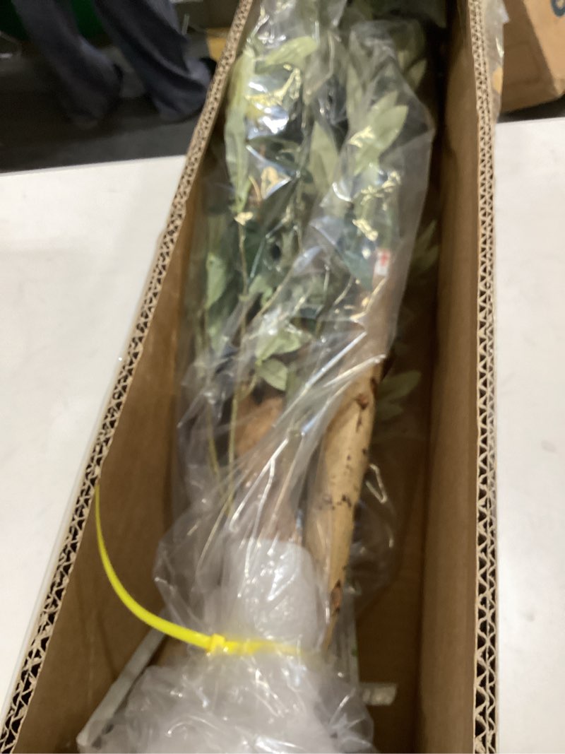 Condition photo showing Good Condition for Bellacat Faux Olive Tree 5ft?Olive Trees Artificial Indoor with Natural Wood Trunk and Realistic Leaves and Fruits. 5 Feet(60in) Fake Olive Tree for Home House Office Décor. 1 5ft