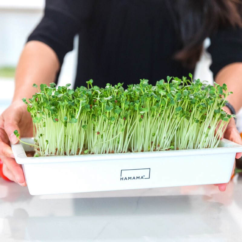 ceramic grow tray