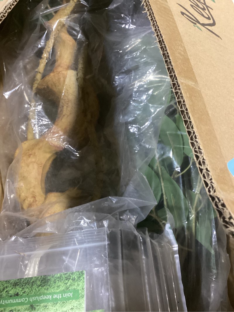 Condition photo showing Good Condition for 6ft Large Ficus Artificial Trees in White Pot, 72" Tall Fake Silk Tree with Natural Curved Trunk, Lush Faux Ficus Tree for Indoor Home Decor, Living Room, Office & Patio Green 6ft