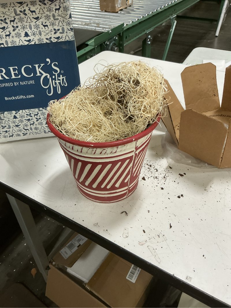 Condition photo showing As Is for BRECK'S - Picotee Flowering Amaryllis Winter Indoor Flowering Gift Kit - One dormant Bulb pre-Planted in a Decorative Planter