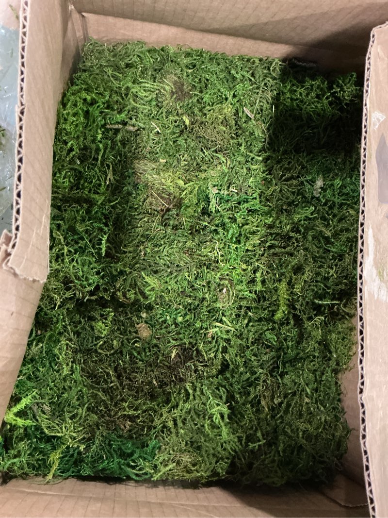 Condition photo showing As Is for SuperMoss (25327) Forest Moss Preserved, Fresh Green, 10 Pounds