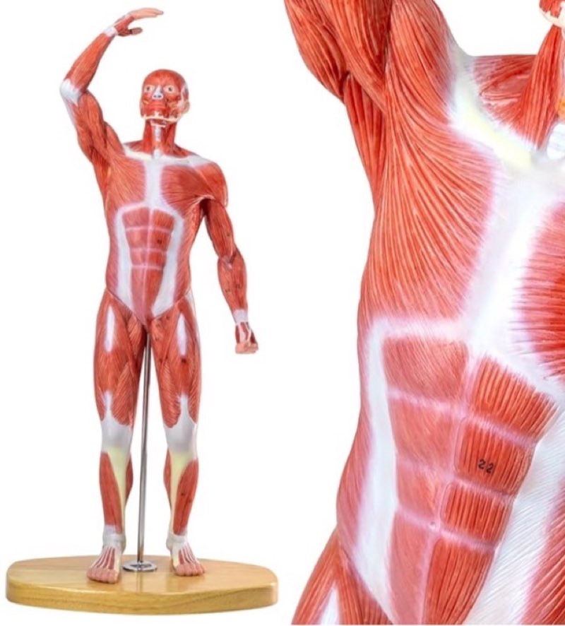 HADWYN 20" Human Muscle Model Miniature Muscular System Model, Human Muscular Figure Human Body Anatomy Model for Medical Physiology Teaching