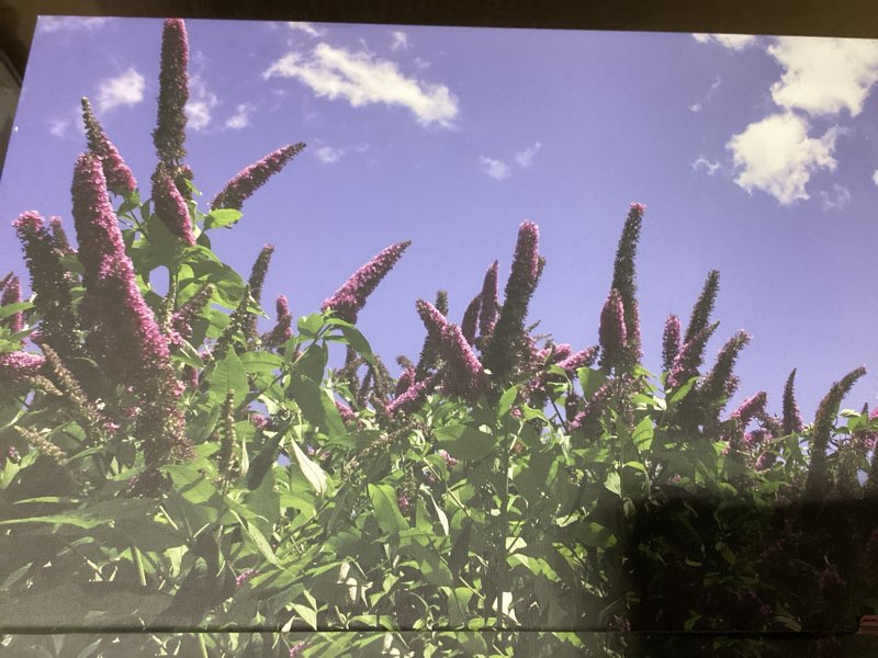 Buddlella canvas