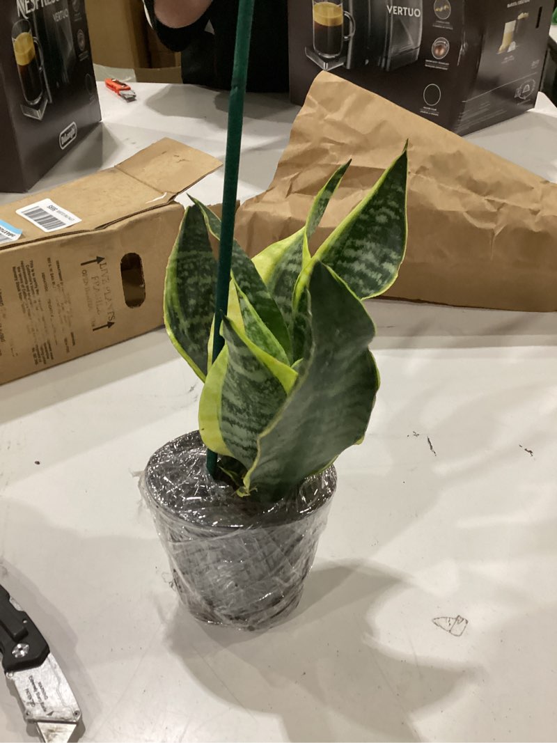 Condition photo showing Good Condition for altman plants live snake plant (superba), approx. 13" tall, virtually indestructible, easy succulent houseplant, 4 in pot sansevieria superba