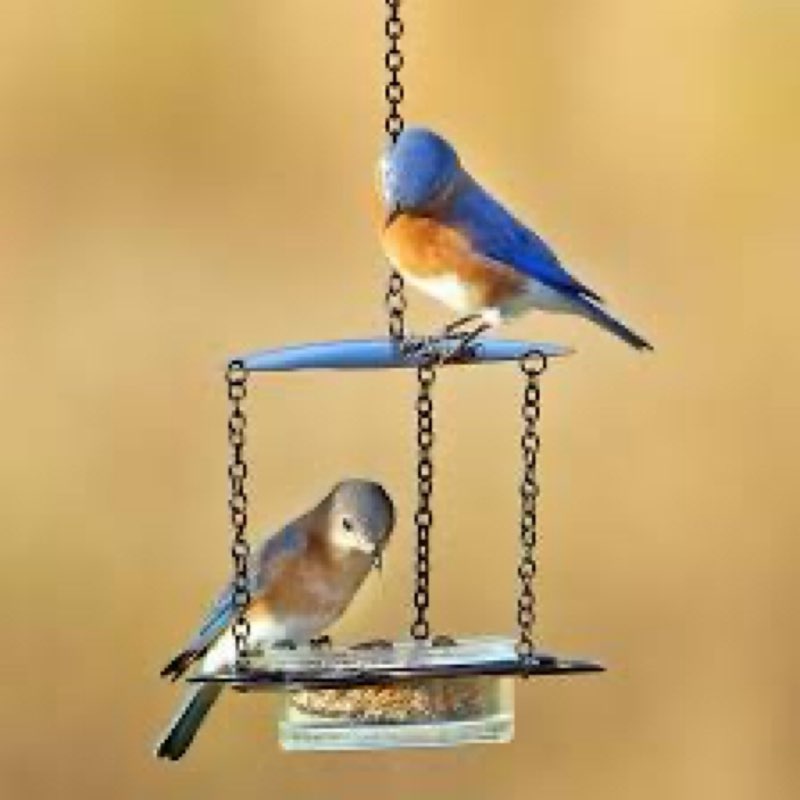 Mosaic Birds M446-200-09 Floral Bird Feeder Aqua