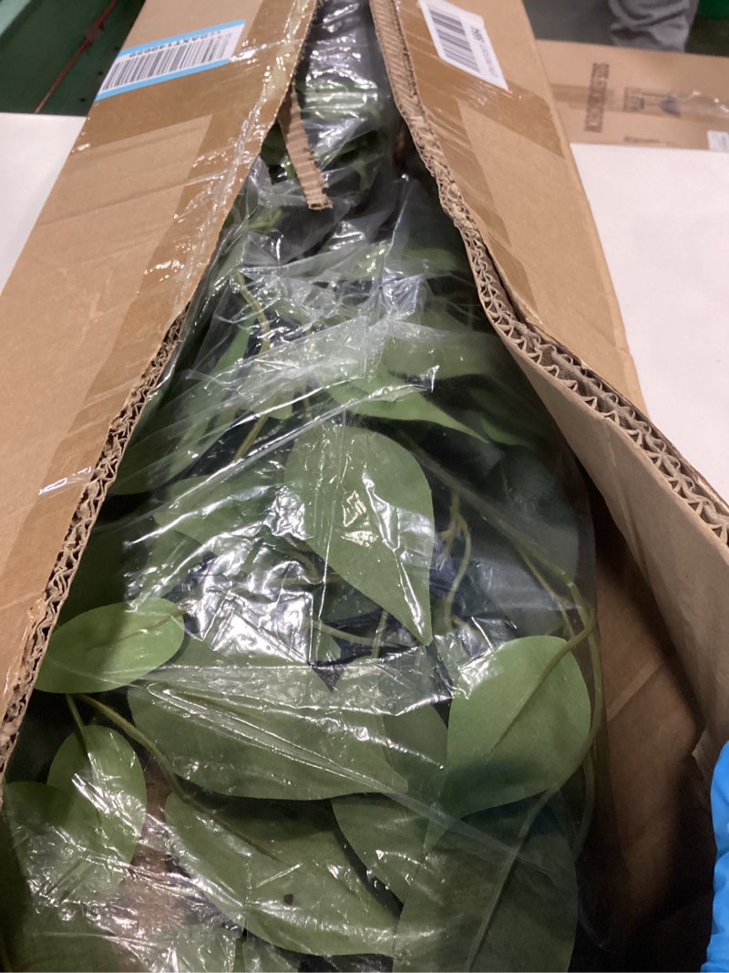 Condition photo showing Good Condition for Artificial Ficus Tree 5FT Faux Silk Plants with Sturdy Plastic Nursery Pot,Fake Ficus Trees for Home Office Farmhouse Indoor Outdoor Decor Perfect Housewarming Gift (5FT-1Pack)