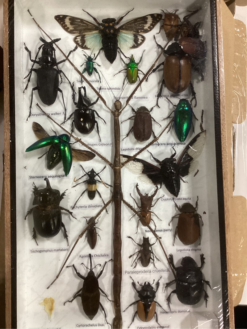 Condition photo showing Good Condition for Real Display Insect Taxidermy Big Set in Box for Collectible Gift #01