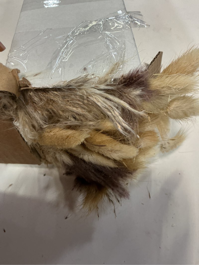 Condition photo showing As Is for 300PCS Natural Dried Pampas Grass Boho Home Decor Bouquet Phragmites Dried Flowers Bouquet for Wedding Floral Arrangements Home Decorations (300PCS) 300PCS+NO ADDITIONAL ITEMS