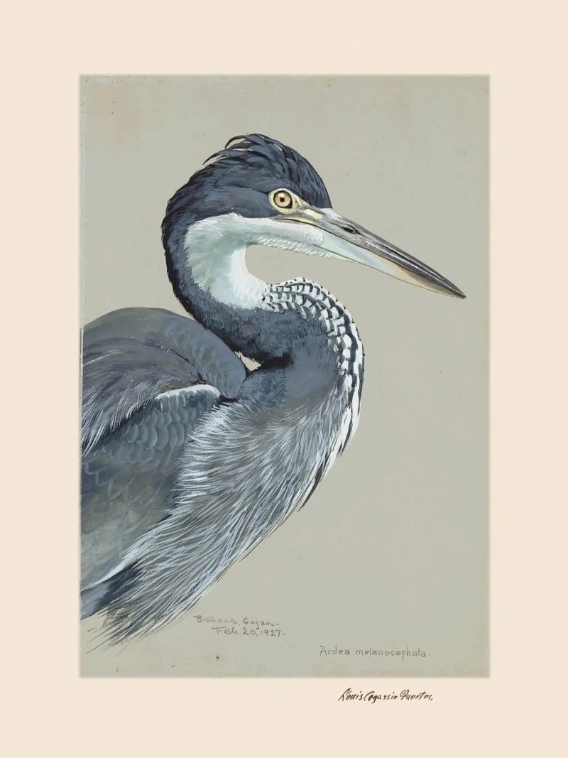 Black-Headed Heron canvas 24 x 36”