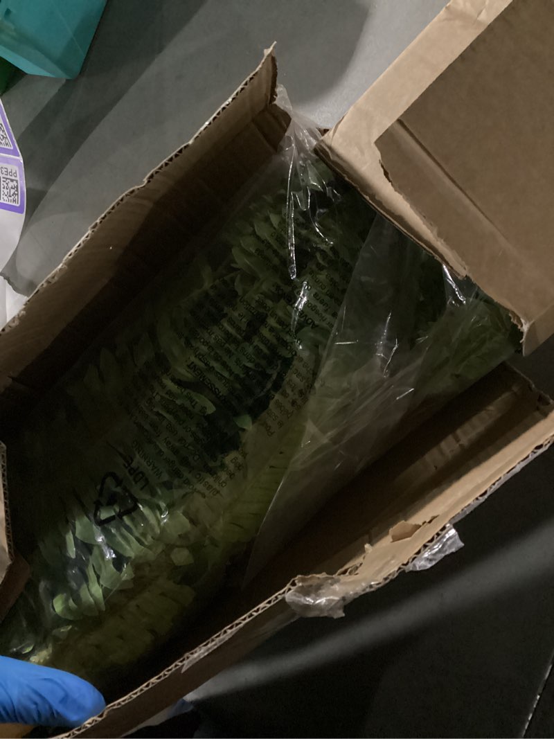 Condition photo showing New/Like New for Artificial Boston Fern Bush- Set of 2 Large Artificial Ferns for Outdoors, 45Inch Large Faux Ferns, Suitable for Office & Living Room Decor, 55Branches for Each Bouquet 45"- 55 Leaves