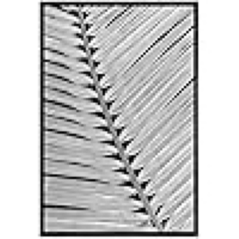 (Similar)SIGNWIN Framed Canvas Print Wall Art Grayscale Black White Palm Leaf Nature Wilderness Photography Modern Art Rustic Zen Relax/Calm Multicolor for Living Room, Bedroom, Office 