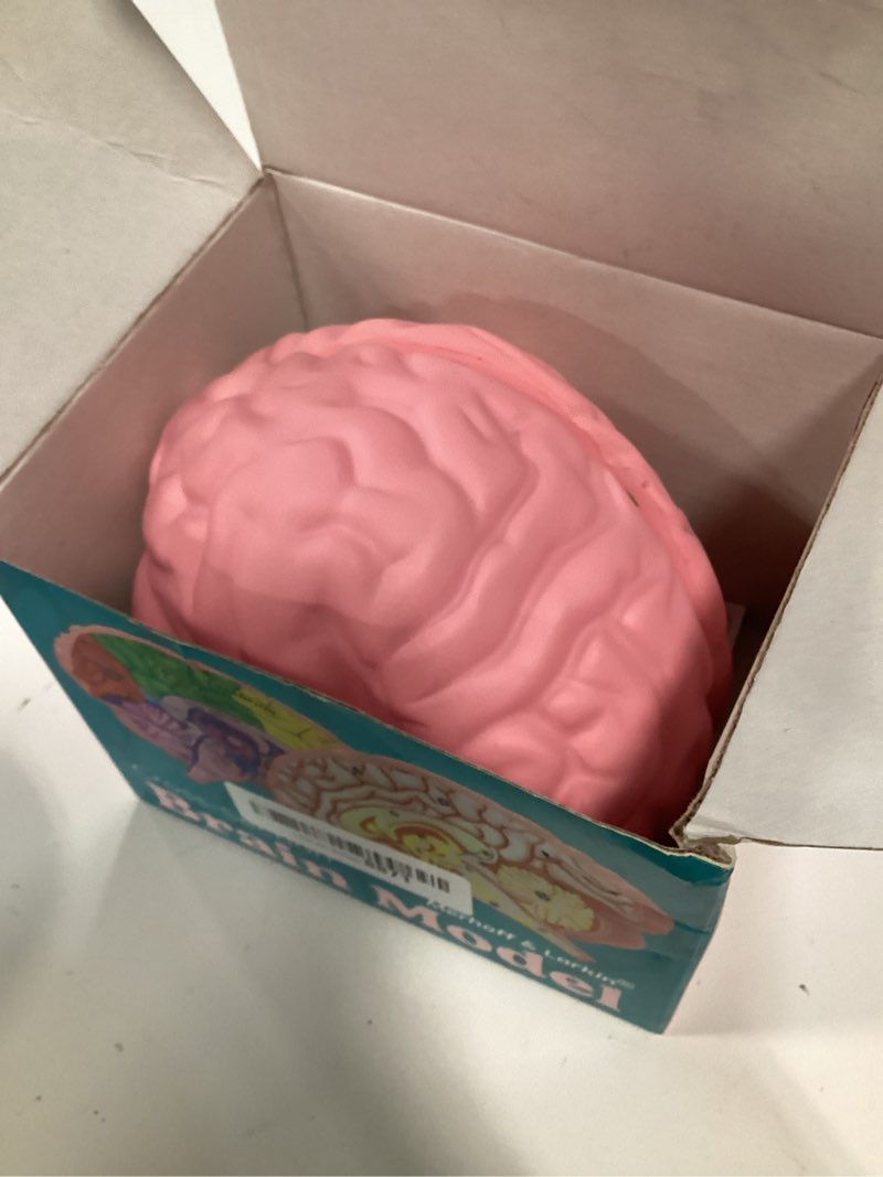 Condition photo showing Good Condition for cross section foam brain model | free stand, answer sheet & digital worksheet | educational tool learning & teaching human anatomical function, psychology, biology or science | 2 labeled half pieces