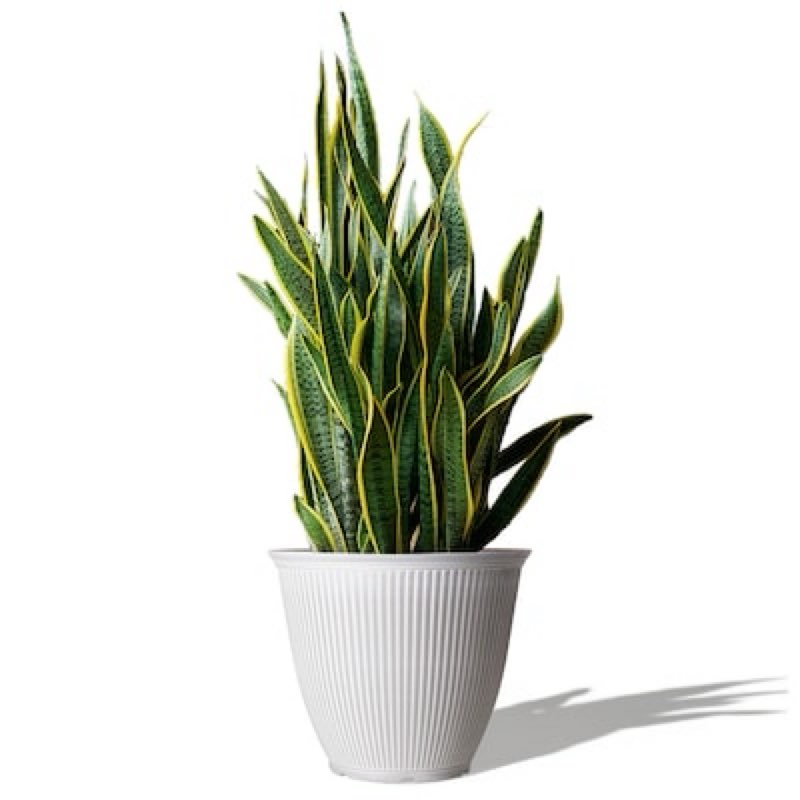 Style Selections Round 17.5-in W x 17.5-in L Off-white Recycled plastic Indoor/Outdoor Planter