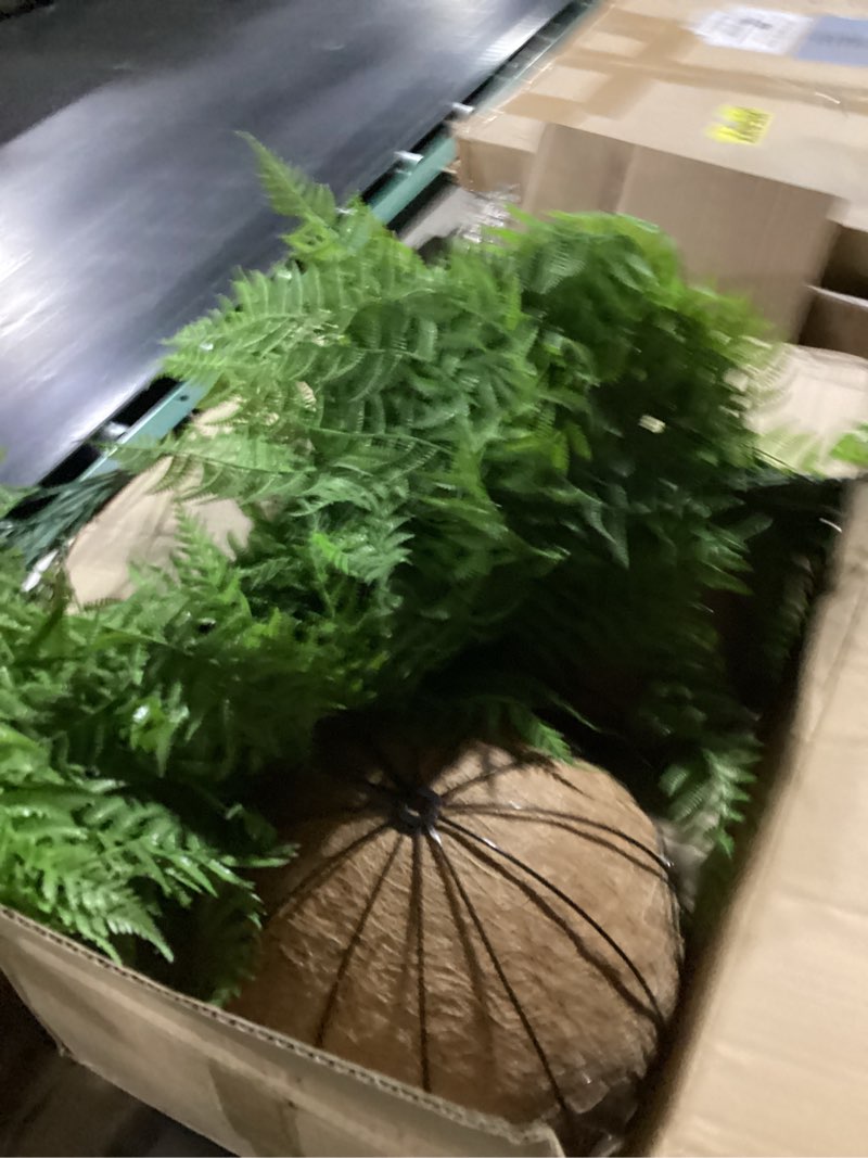 Condition photo showing As Is for 2 set fake ferns with hanging baskets, artificial boston ferns for outdoors, realistic fake hanging ferns plants outdoor artificial plants for front porch home décor, no assembly green x 2