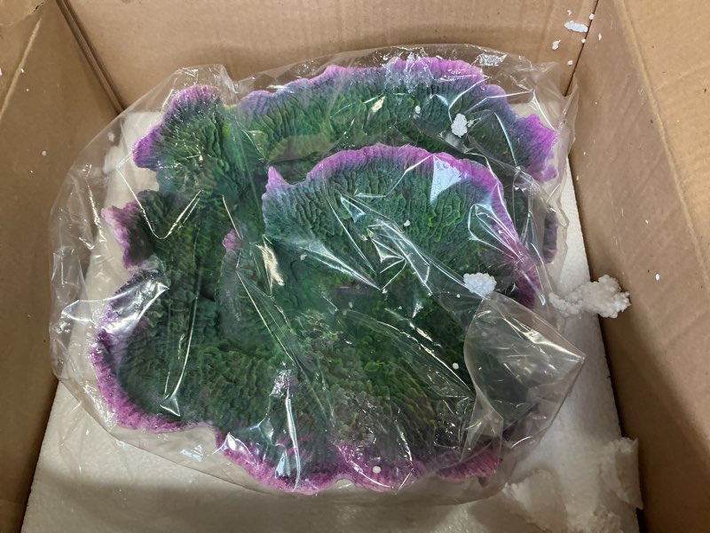 Condition photo showing New/Like New for Ra Montipora Coral - Purple Rim