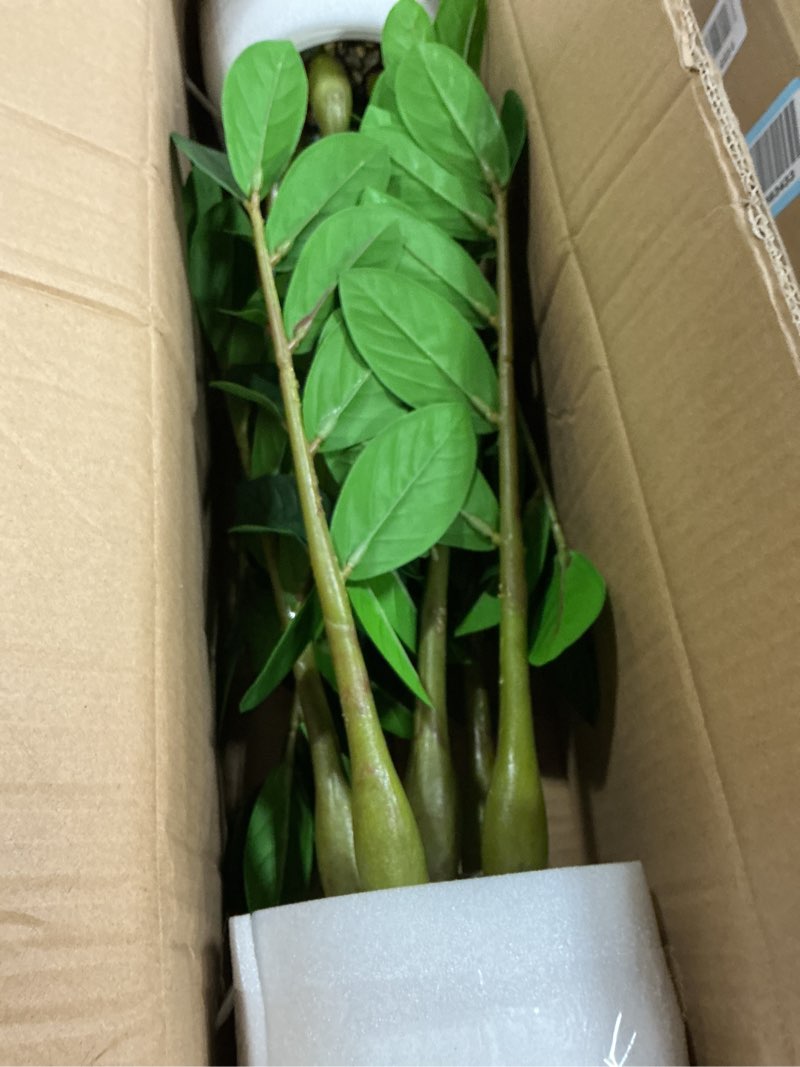 Condition photo showing New/Like New for tentowhan?2packs faux plants indoor 17" artificial zz plants in white pot fake potted zamioculcas silk plants for home table decor bedroom aesthetic