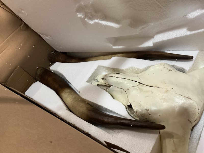 Condition photo showing Good Condition for junthorb 70in longhorn wall decor, extra large authentic croissant?cow skull wall decor?cow horns, cow horn wall decoration, long horn skull?handmade farmhouse decor (brown)