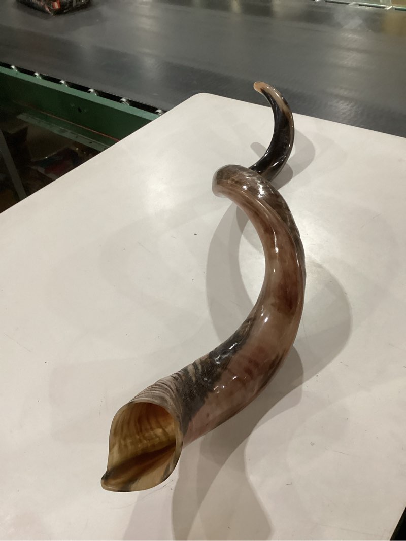 Condition photo showing Good Condition for HalleluYAH Original Kosher Half-Polished Kudu Shofar From ISRAEL