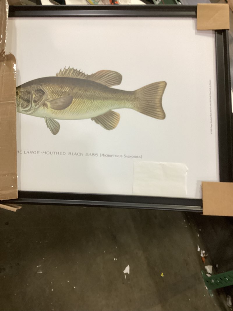 Large Mouthed Black Bass - Picture Frame Print on Canvas