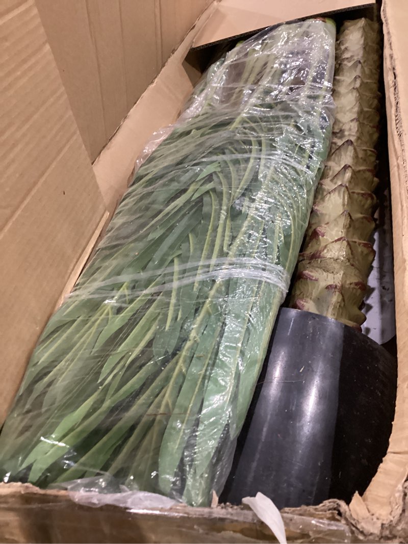 Condition photo showing Good Condition for giegxin 2 pack 7 ft artificial palm tree for outdoor tall faux tropical triple phoenix palm uv resistant fake plants in pot for outside indoor patio pools home garden office porch aesthetic decor 2 7 ft
