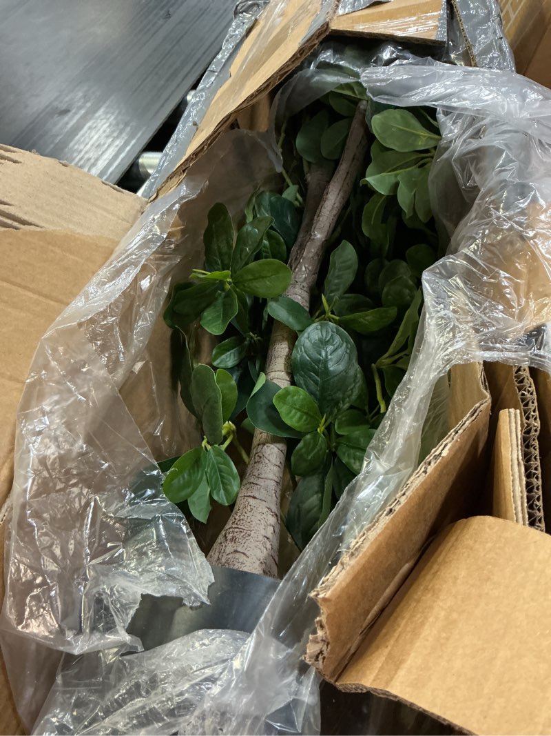 Condition photo showing Good Condition for nearly natural 5ft. artificial audrey ficus tree