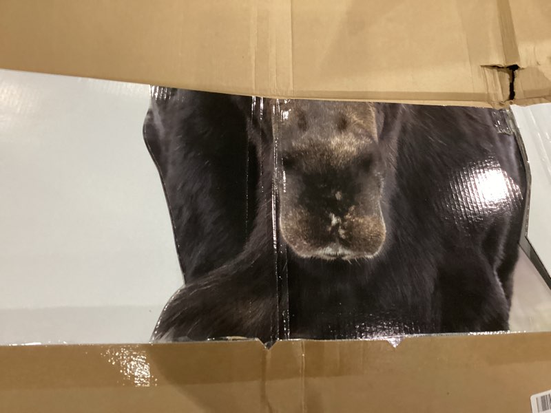 Condition photo showing Good Condition for moose 6ft life size cardboard cutout, fun animal standup, perfect for events, party decor, birthday and photo, 1 pc