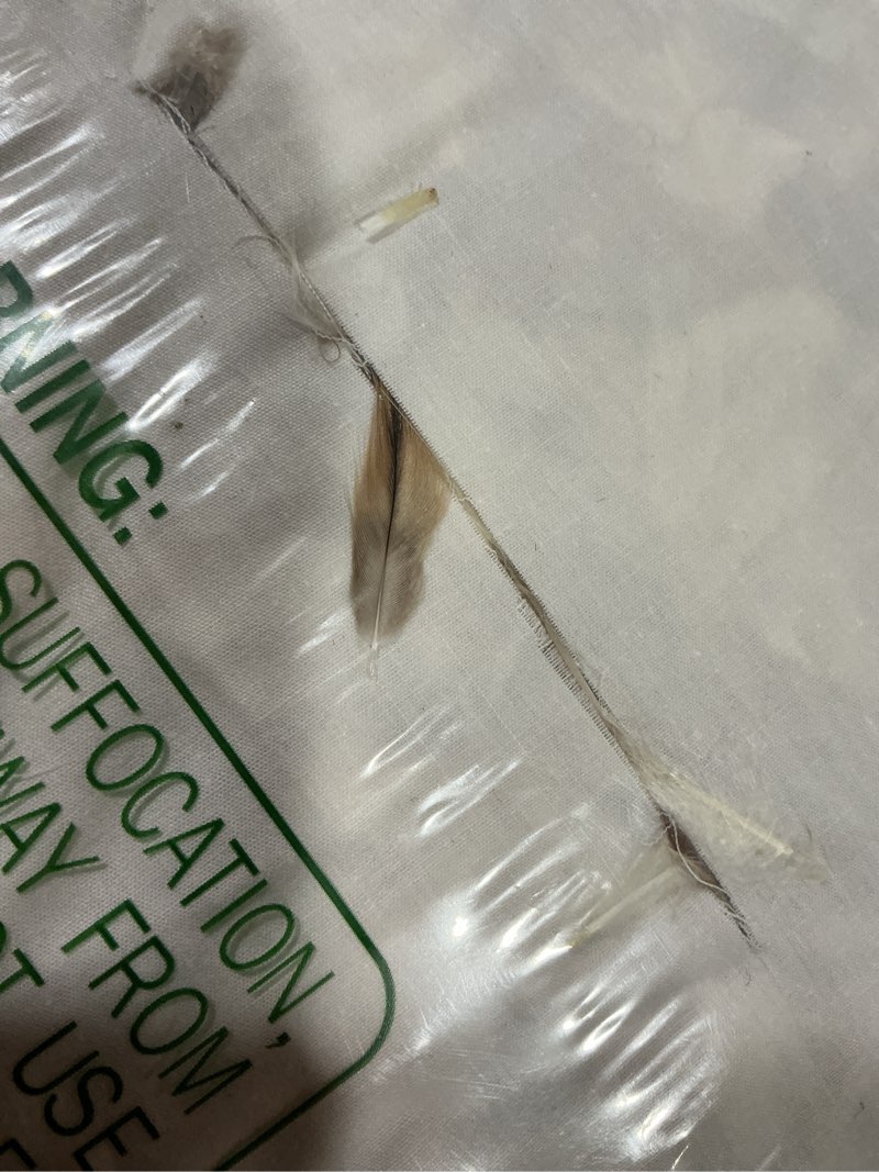 Condition photo showing As Is for Feathers Down Throw Pillow Inserts 22x22, Set of 2, 100% Organic Cotton Shell, Soft Decorative Square Pillows Insert for Living Room Sofa, Couch, or Bed (White) 22x22 Inch(Pack of 2) White(pack of 2)