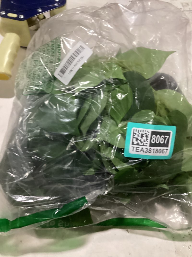Condition photo showing Good Condition for alyptus Fake Pothos Hanging Plants – 33" Set of 2 Faux Ivy Vines with Pots Realistic Silk Devil’s Ivy for Indoor Décor Low Maintenance Artificial House Plants for Home Bathroom or Office - Green Green Pothos