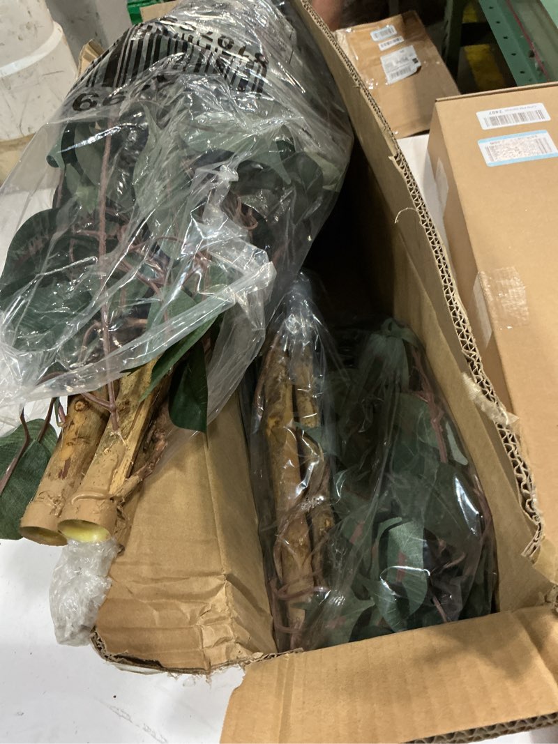 Condition photo showing Good Condition for brighter blooms - braided benjamina ficus tree, 3-4 ft. - no shipping to ak, az, hi, or 3-4ft