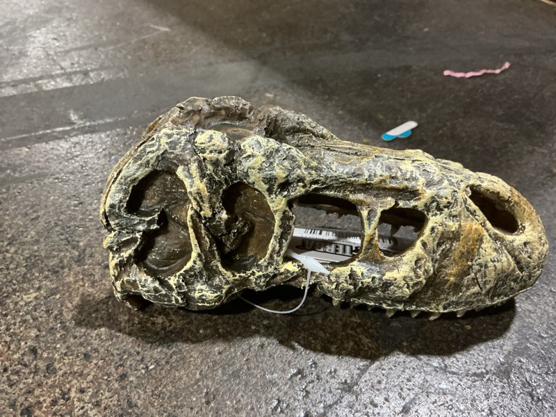 Condition photo showing Good Condition for (Bidding on 2) Exo Terra T-Rex Skull (Small)