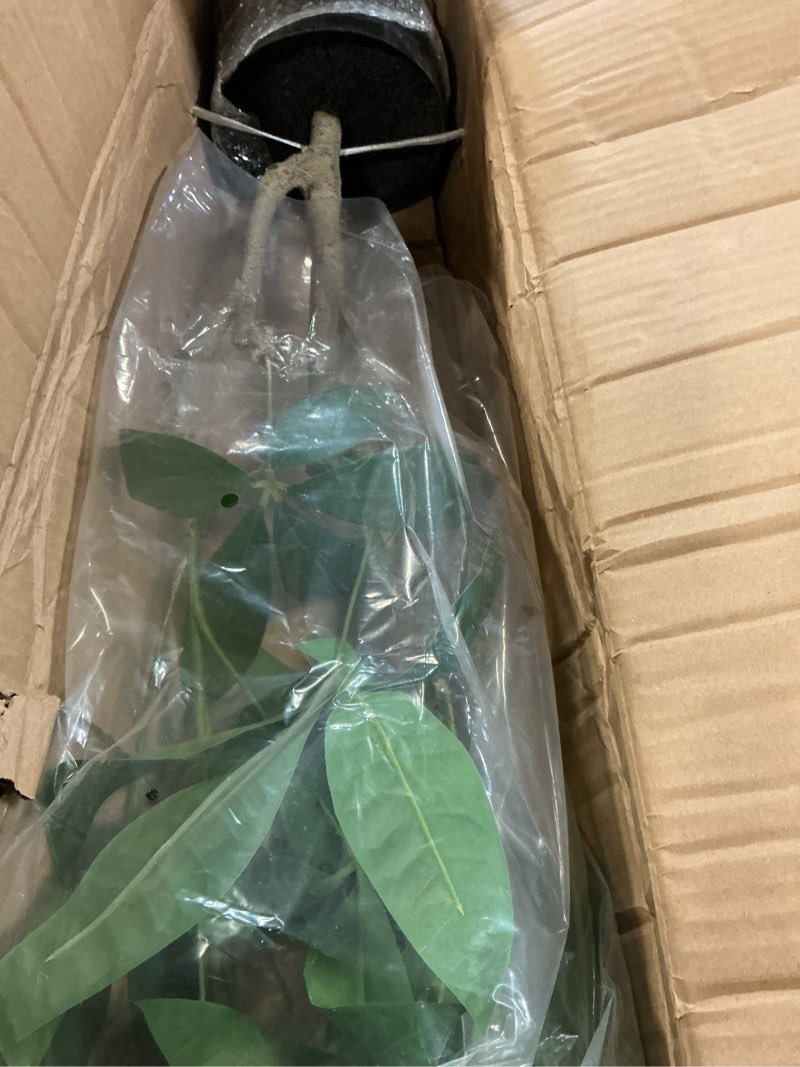 Condition photo showing Good Condition for 3ft fake money tree plant indoor potted plants artificial pachira money tree tall faux plants in black pot good luck excellent gift fortune plants for home office decor