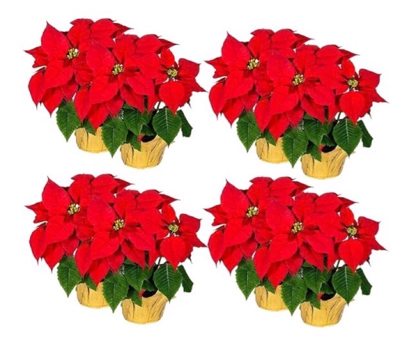 Carton of 8 Artificial Silk Poinsettia Plants, 17" Tall x 15 8 Pack Red