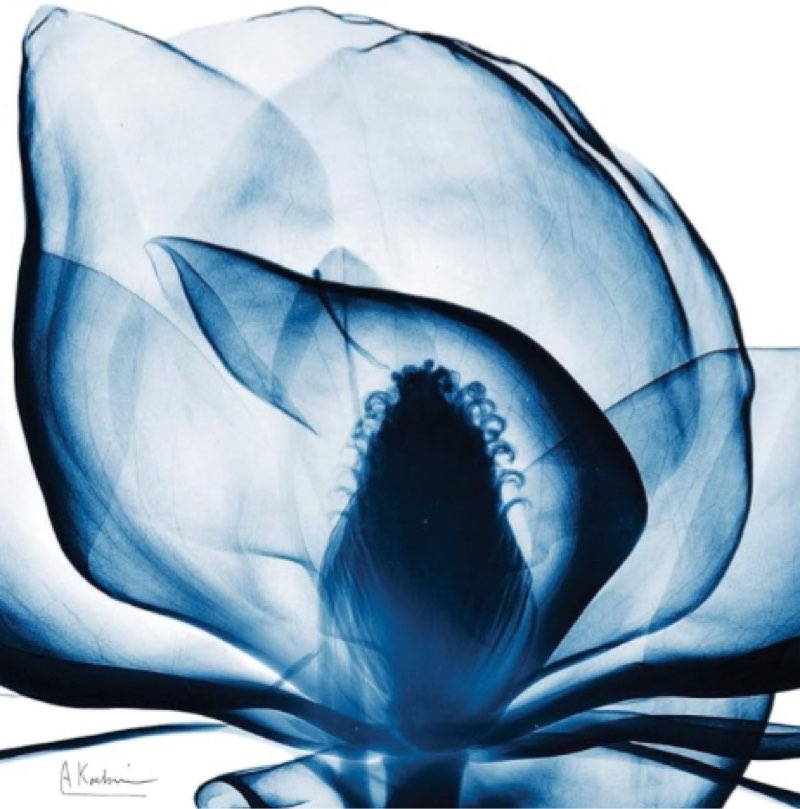 Empire Art Direct Frameless Free Floating Tempered Glass Panel Graphic Wall Art Ready to Hang, 24" x 24", Blue Magnolia x-ray