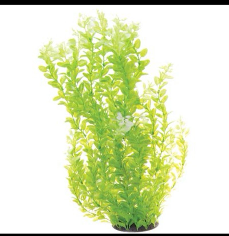 Underwater Treasures White Tipped Cardamine 