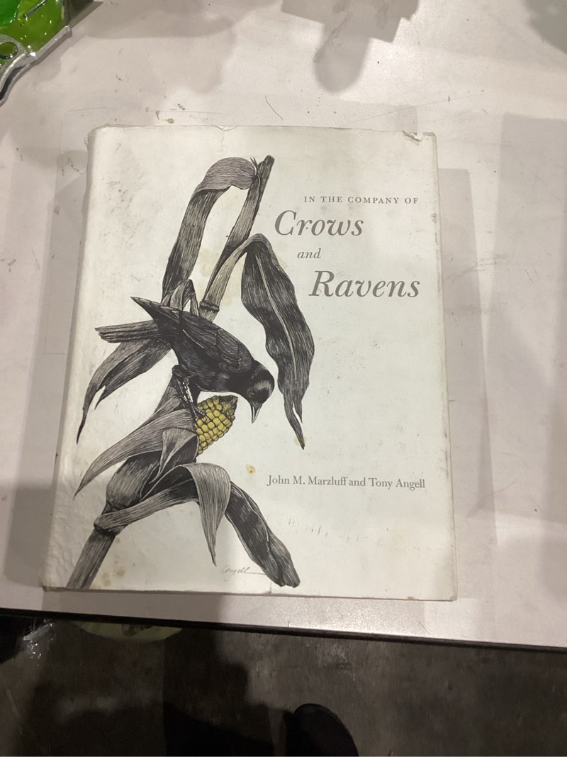 In the Company of Crows and Ravens