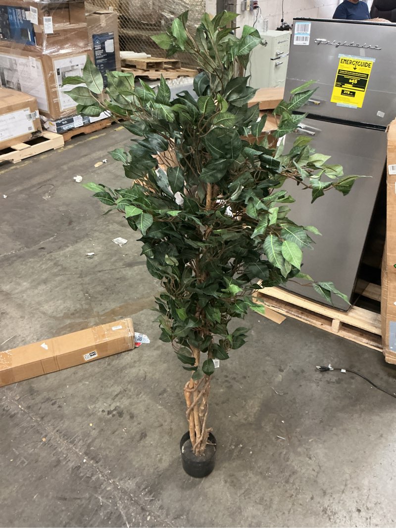 Condition photo showing As Is for nearly natural 5  ficus artificial tree