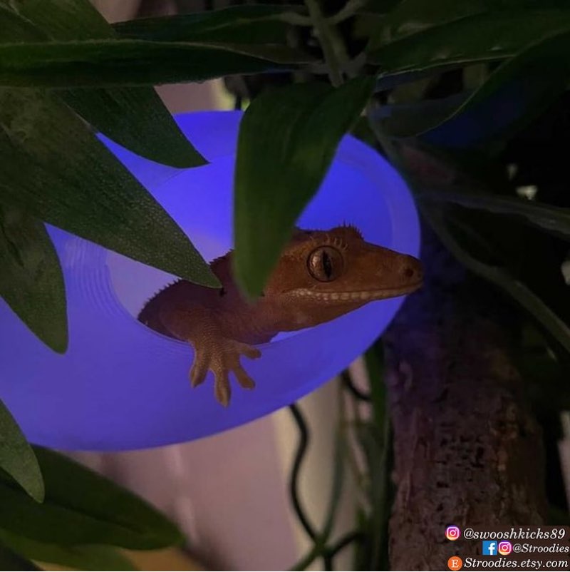 Stroodies Juvenile Magloft Gecko Hide (Magnetic Juvenile BubbleLoft) chocolate Brown 