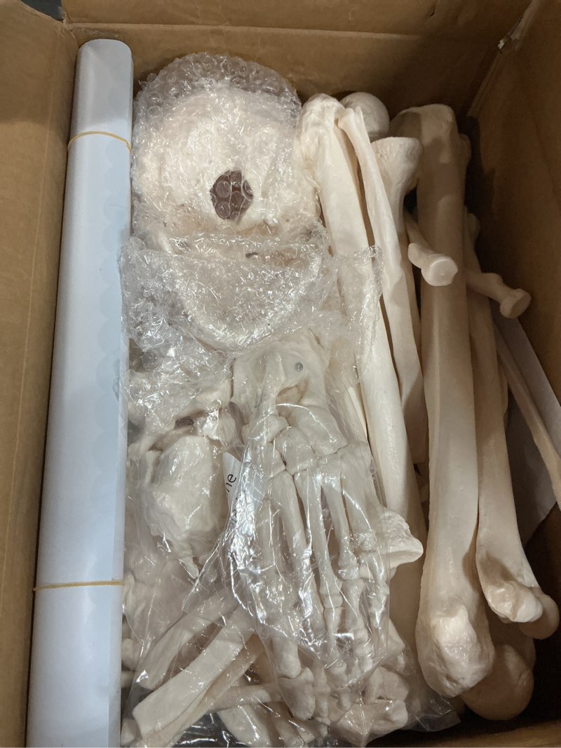 Condition photo showing Good Condition for houseables disarticulated human skeleton, human skeleton model for anatomy, anatomy model, anatomically correct, physiology bones, skeletal system, full life size, anatomical, study, class, 62” height