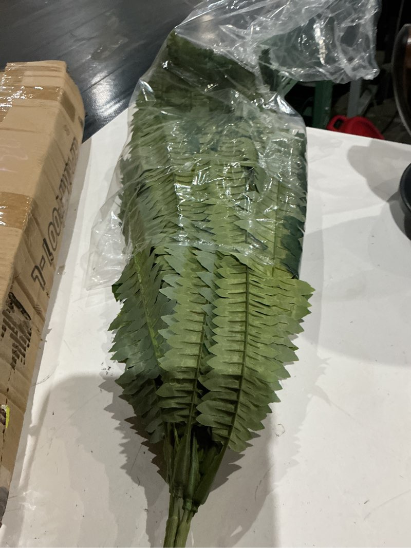 ashland boston fern bush fern collection