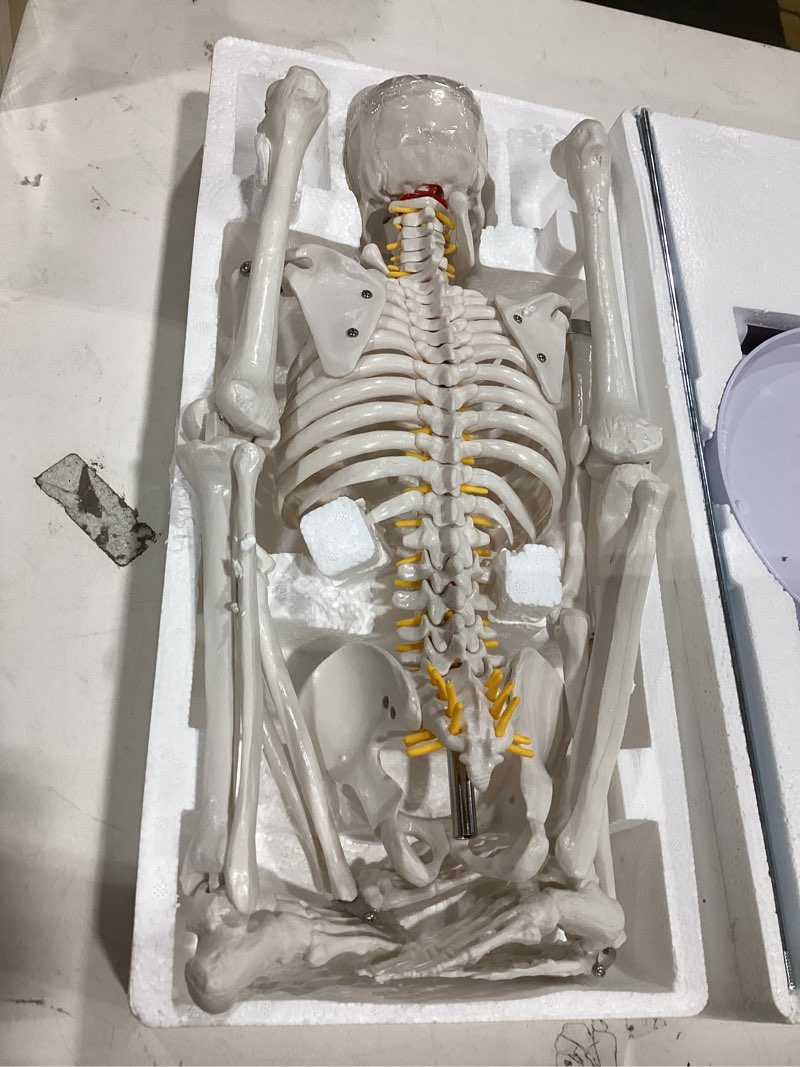 Condition photo showing New/Like New for new horizon human skeleton model for anatomy 34” tall life size skeleton with detachable metal base for classroom teaching and lab study,resuscitation mannequins