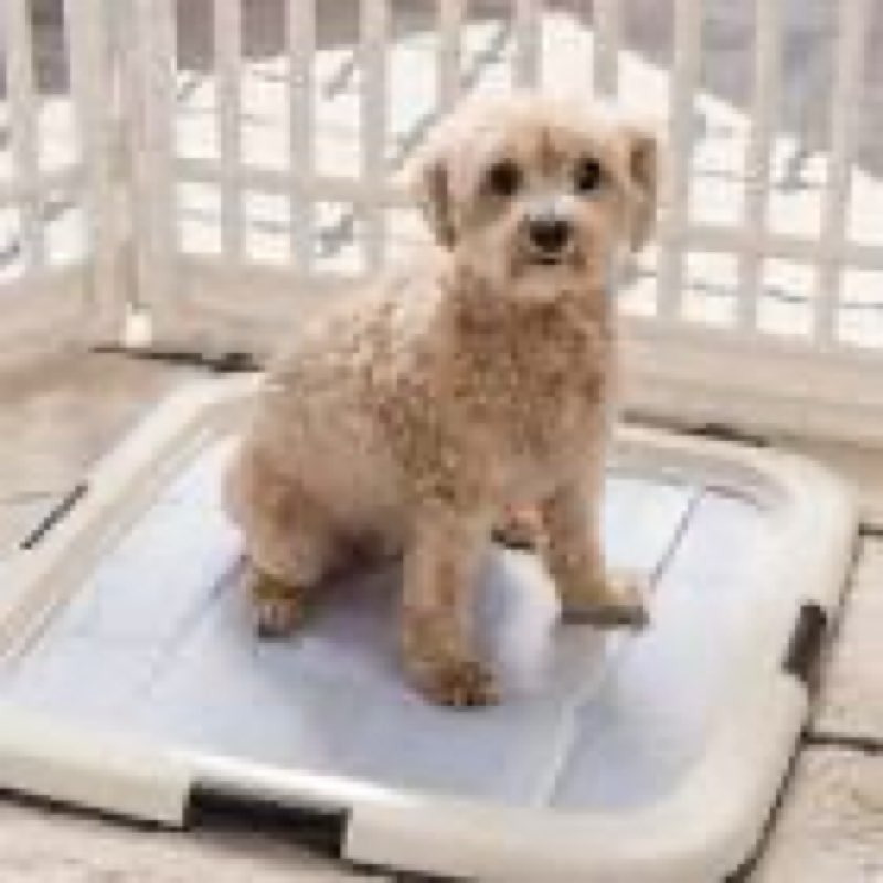 dog pee pad holder for small and medium dogs, two-layer mesh dog potty tray, indoor puppy pad holder