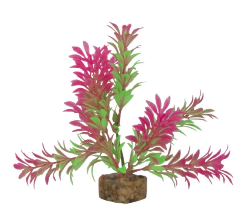 Condition photo showing New/Like New for GLOFISH CYCLE PLANT GREEN/PINK SM