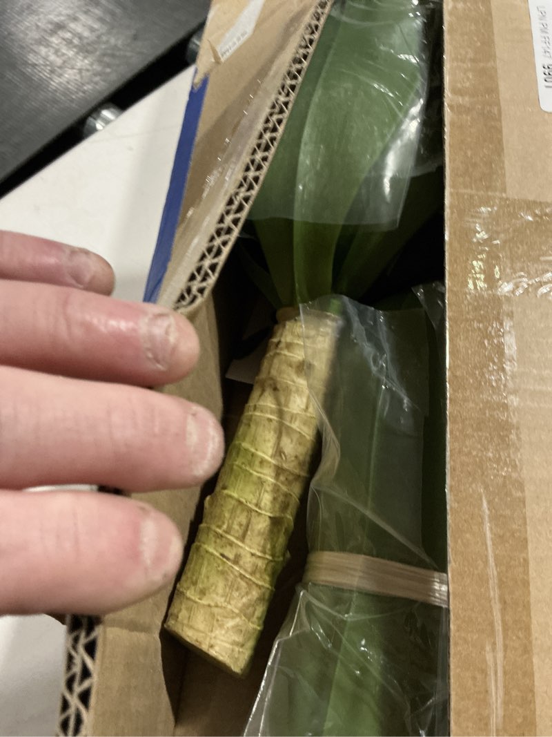 Condition photo showing Good Condition for SAJANDAS Set of 2 Artificial Monstera Deliciosa Plants in Pots, Fake Tropical Trees with Greenery Leaves Stems, 32 Inch Faux Swiss Cheese Floor Plants for Home Porch, Garden, Office, Store Decor