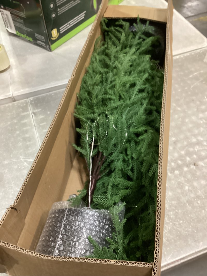 Condition photo showing Good Condition for 4FT Pre-Lit Artificial Norfolk Pine Christmas Tree – Realistic Potted Tree with 100 LED Lights & 8-Function Battery Box, Pre-Assembled Faux Holiday Décor for Indoor Use (2)