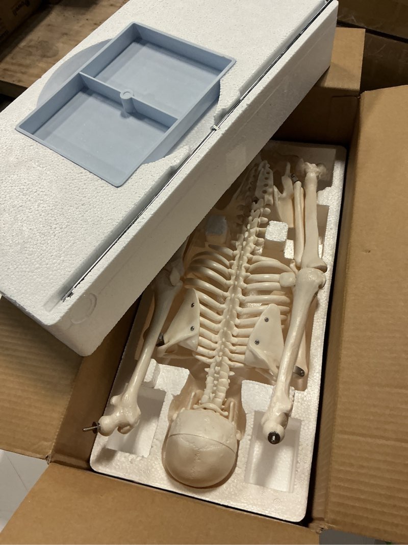 Condition photo showing Good Condition for breesky scientifc human skeleton model for anatomy, 33.4’’ skeleton model with metal stand, removable arms&legs for student to study human skeleton anatomy system, halloween decor, manual included