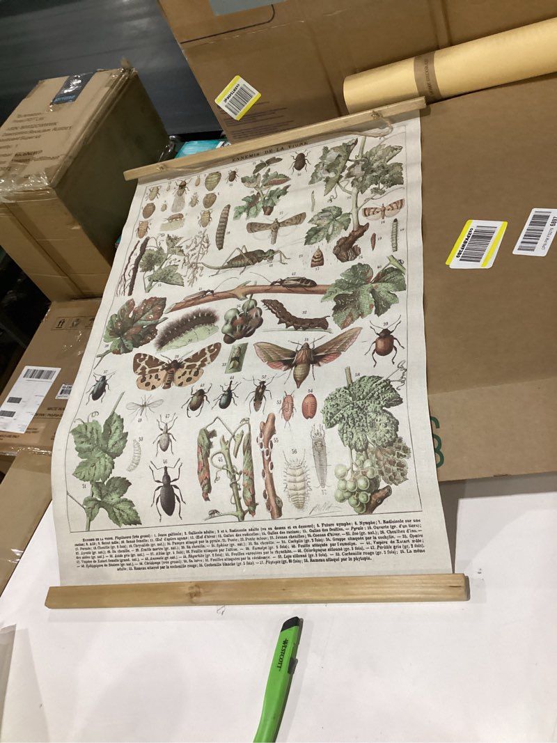 Condition photo showing Good Condition for XIAOAIKA Vintage Vineyard Pests Identification Chart - Rustic Wall Hanging Educational Poster with Wooden Scroll Frame - Ideal for Wine Enthusiasts and Gardeners 16 x 23 Inches 1-Pack Vineyard Pests 23"L x 16"W