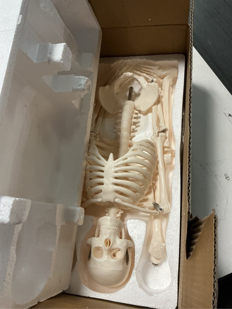 Condition photo showing New/Like New for breesky Scientifc Human Skeleton Model for Anatomy, 33.4’’ Skeleton Model with Metal Stand, Removable Arms&Legs for Student to Study Human Skeleton Anatomy System, Halloween Decor, Manual Included