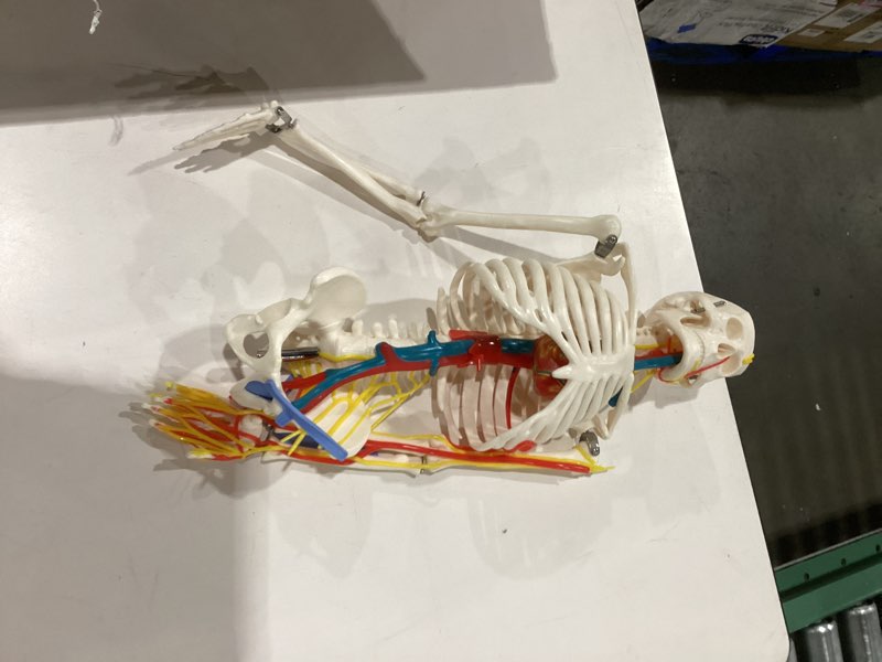 33" Human Skeleton Model with Nerves, Veins and Arteries, Removable Skull Cap, and Articulated Mandi