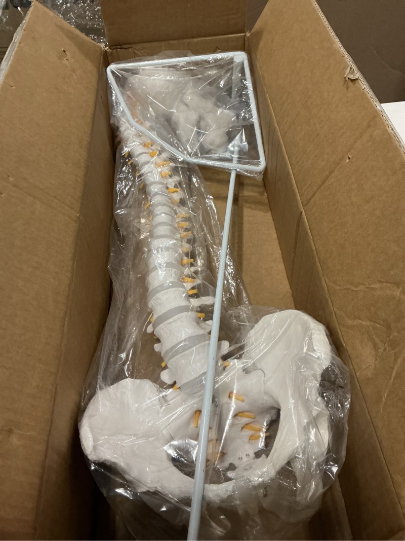 Condition photo showing Good Condition for life size spine model - 34.6'' flexible human spinal anatomical model with nerves, arteries, lumbar column and male pelvis, anatomy spine model for science education & patient education