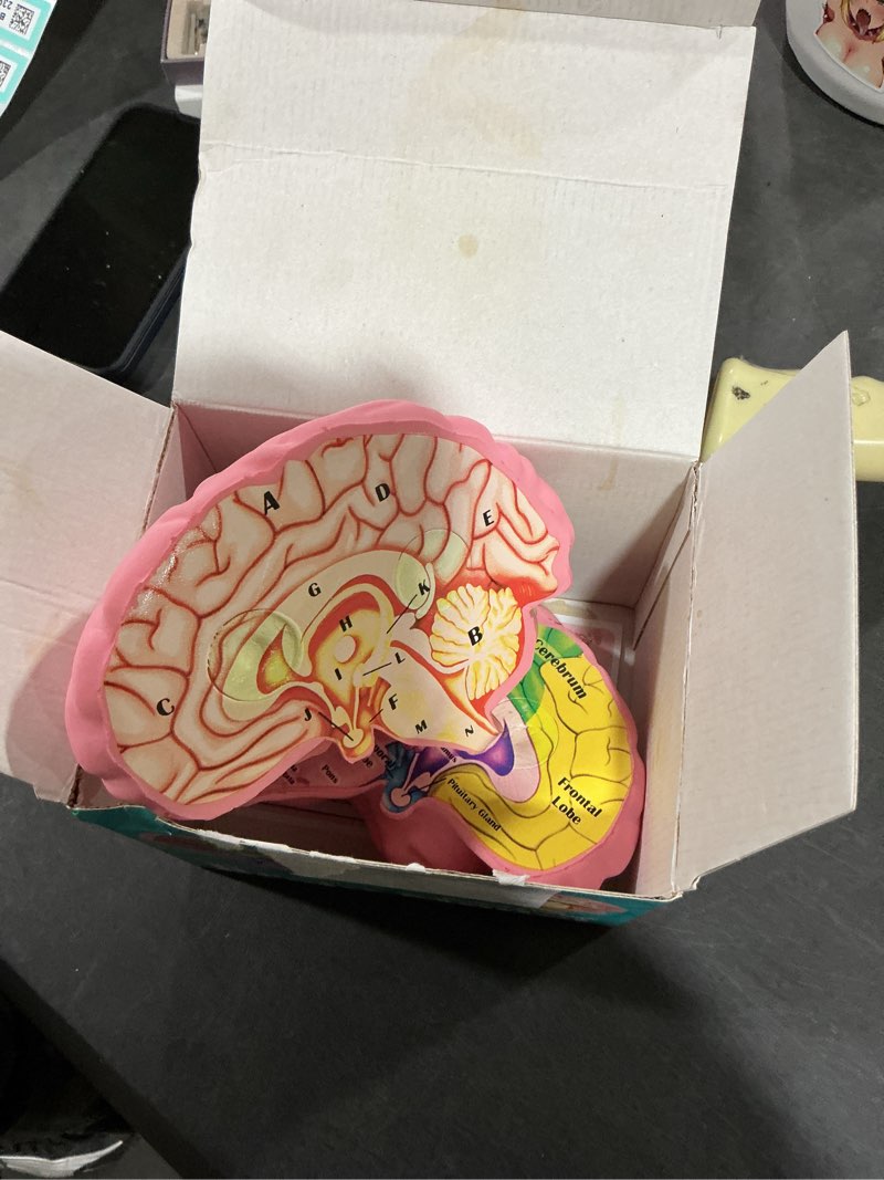 Condition photo showing Good Condition for Cross Section Foam Brain Model, Great Educational Tool for Learning & Teaching Human Anatomical Function, Psychology, Biology or Science, Easy to Use & Includes 2 Half Pieces Labeled with Figures